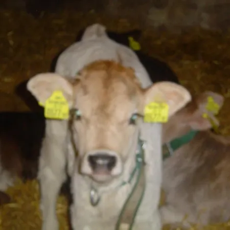 Séjour à la ferme Ferienbauernhof Beer