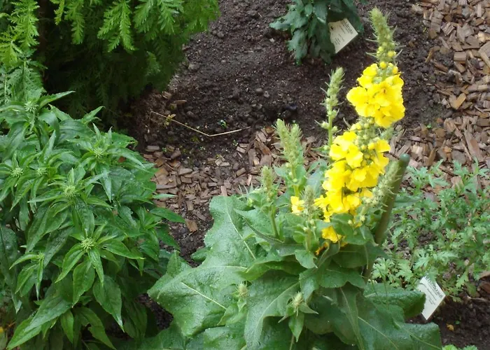 Ferienbauernhof Beer בית חווה